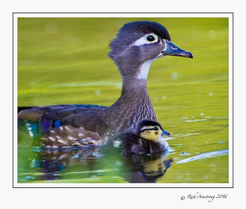 Courtesy Rich Armstrong, richarmstrongphotography.com